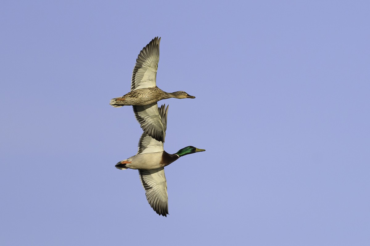 Mallard - Amy Hudechek