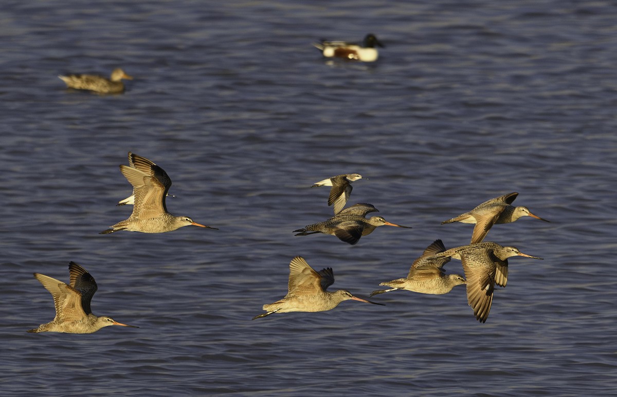 Marbled Godwit - Amy Hudechek