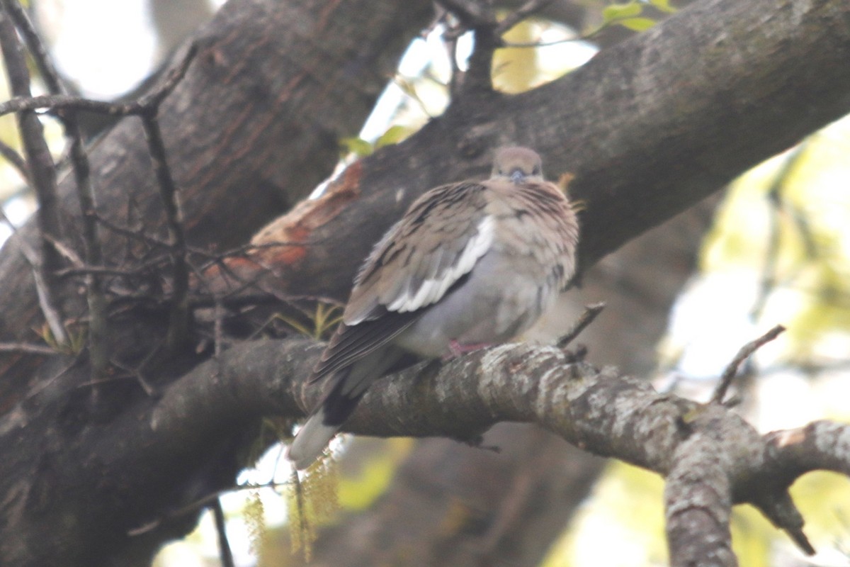 White-winged Dove - Steve Bingham