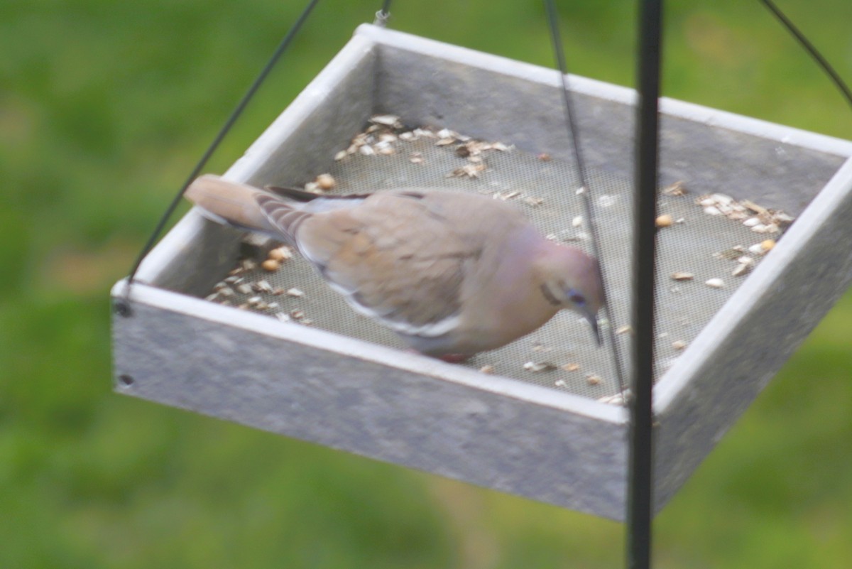 White-winged Dove - Steve Bingham