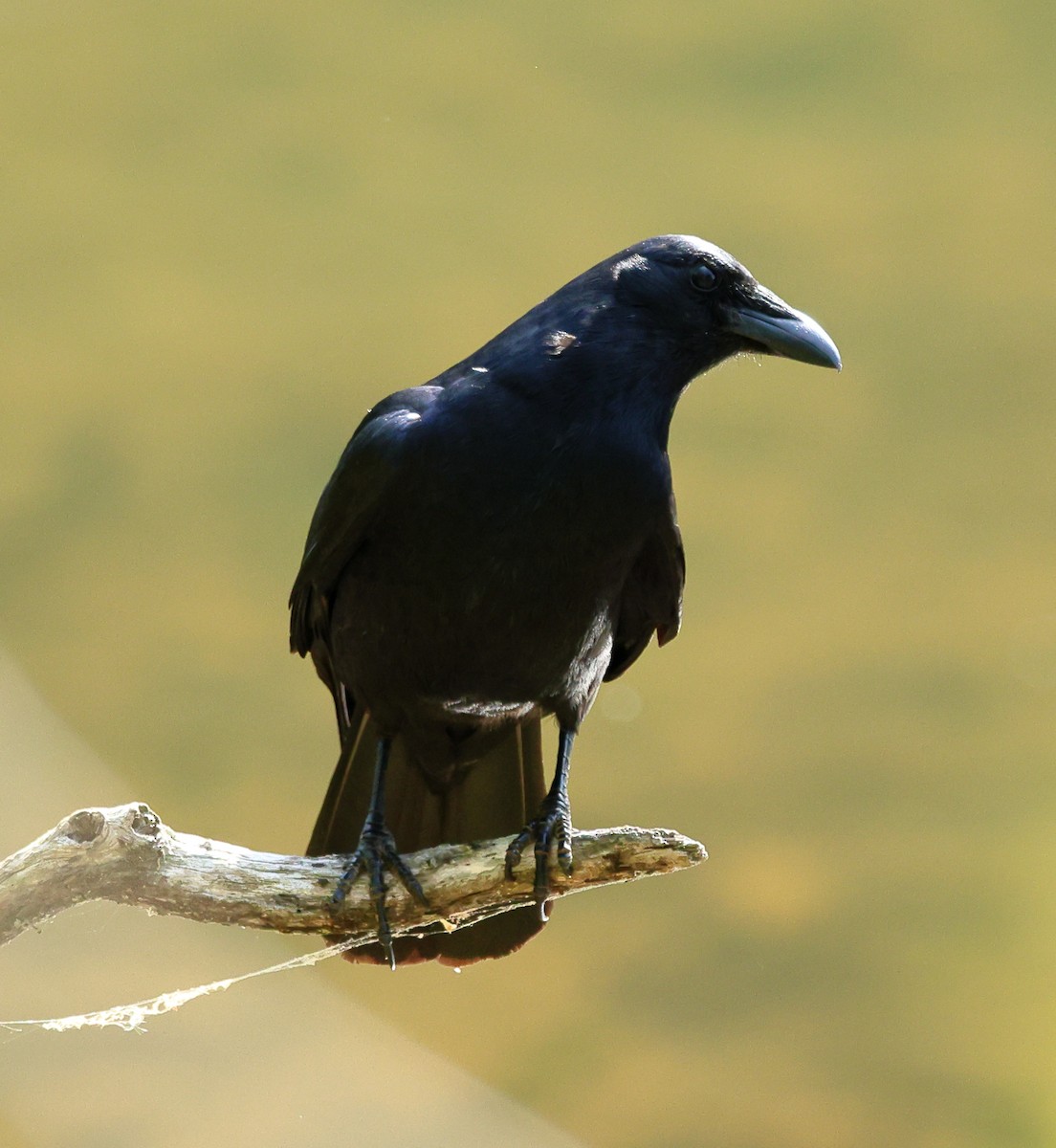 Fish Crow - Nik Teichmann