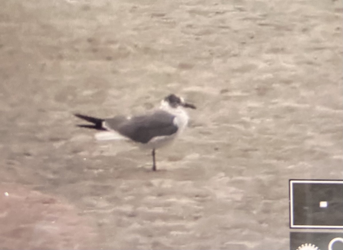 Laughing Gull - ML617833425