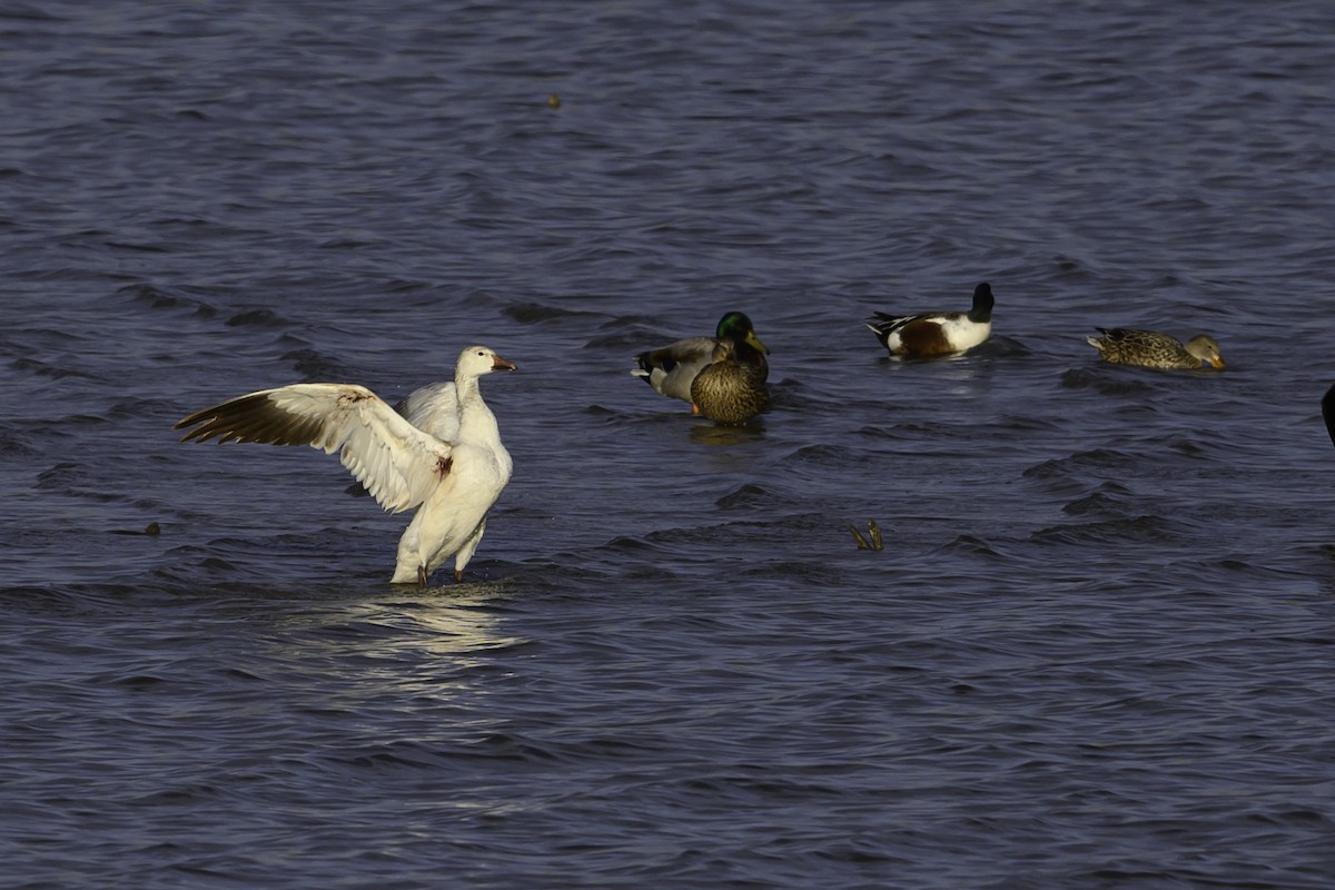 Snow Goose - Amy Hudechek