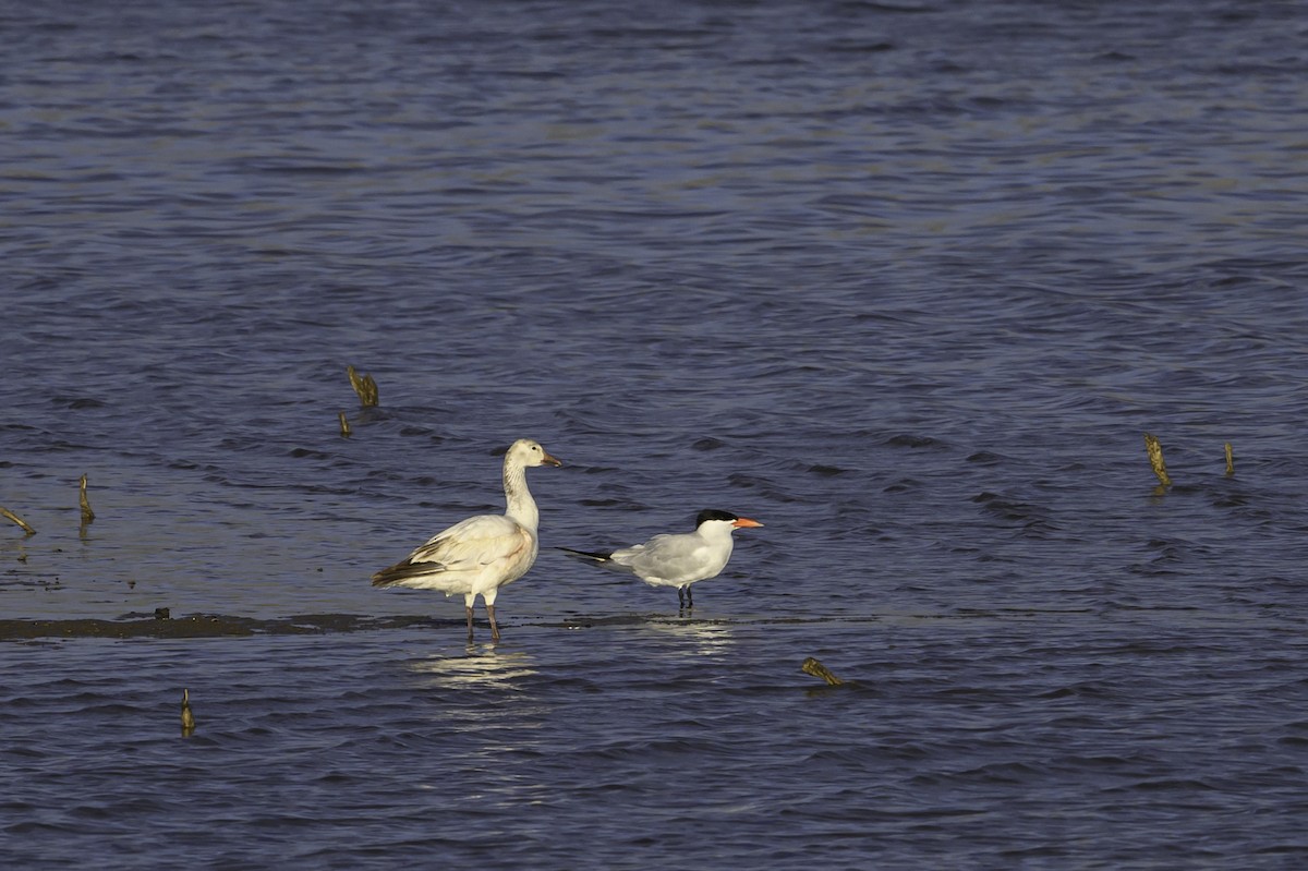 Snow Goose - Amy Hudechek