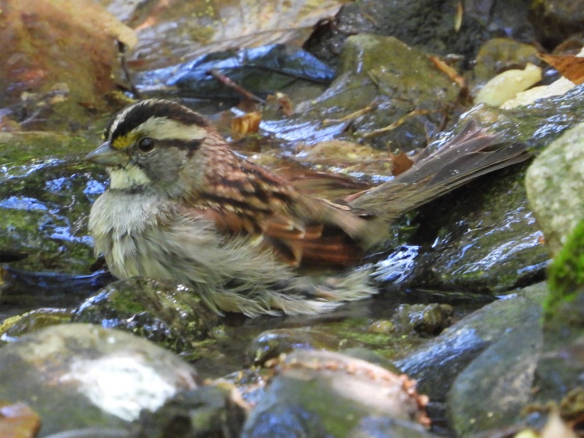 White-throated Sparrow - ML617833431