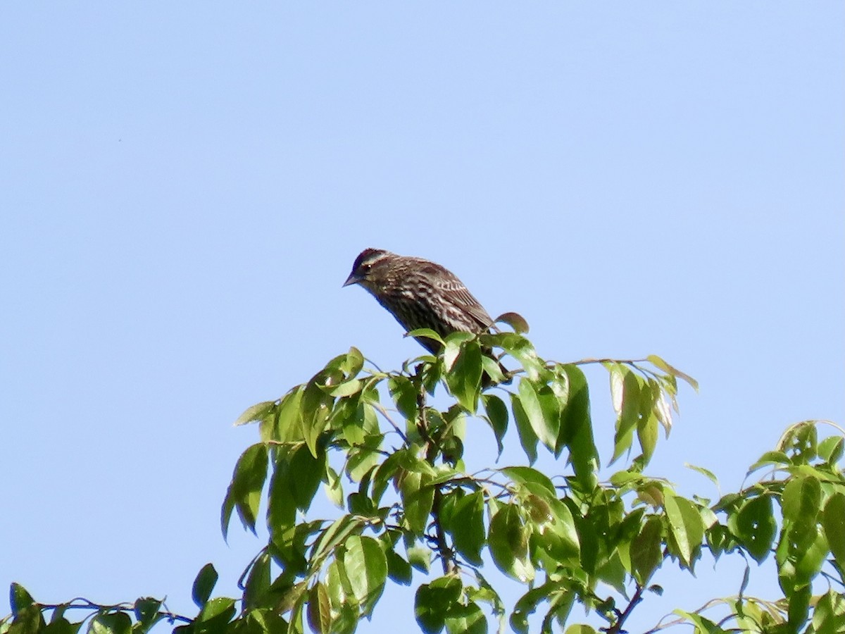 Red-winged Blackbird - ML617833435