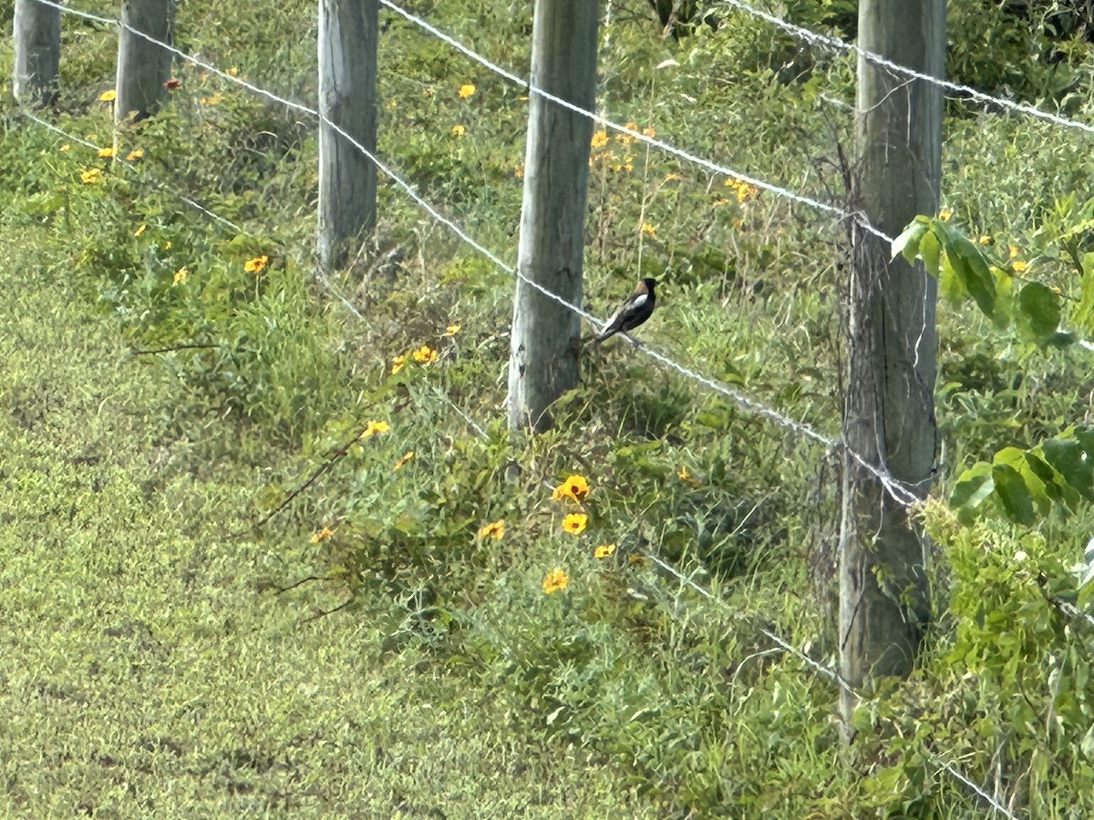 Bobolink - richard duke liebler