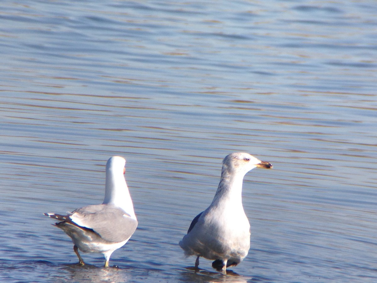 Lesser Black-backed Gull - ML617833514