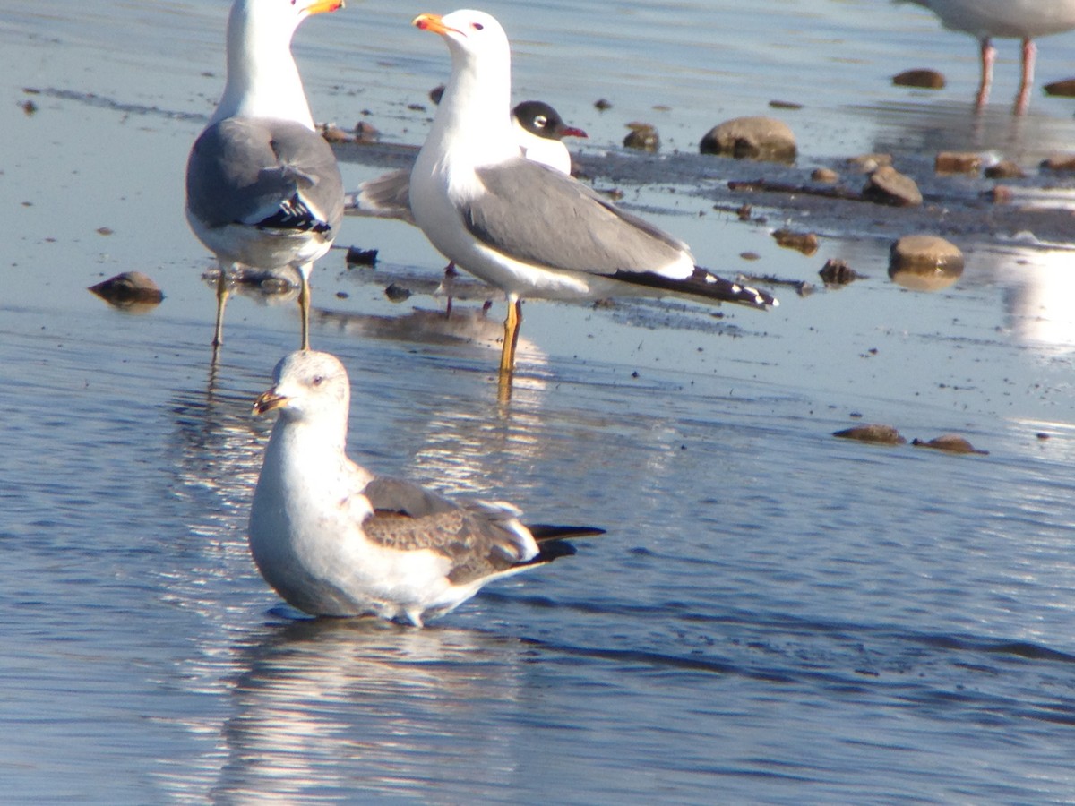 Lesser Black-backed Gull - ML617833515