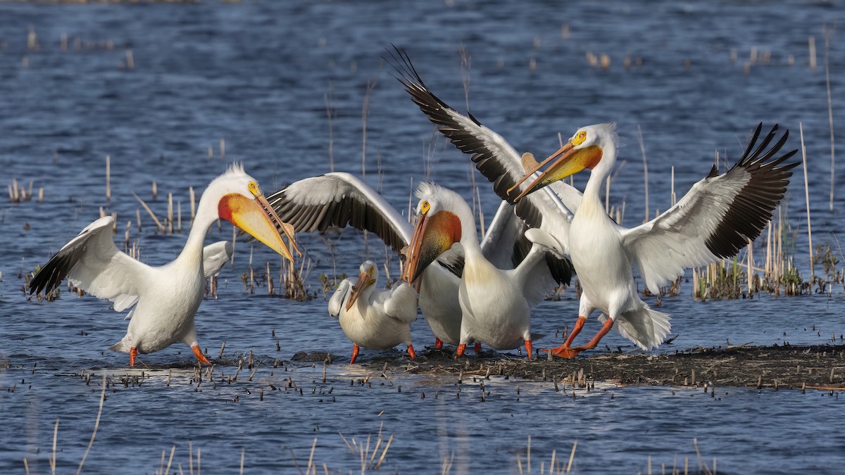 American White Pelican - Ewa Golebiowska