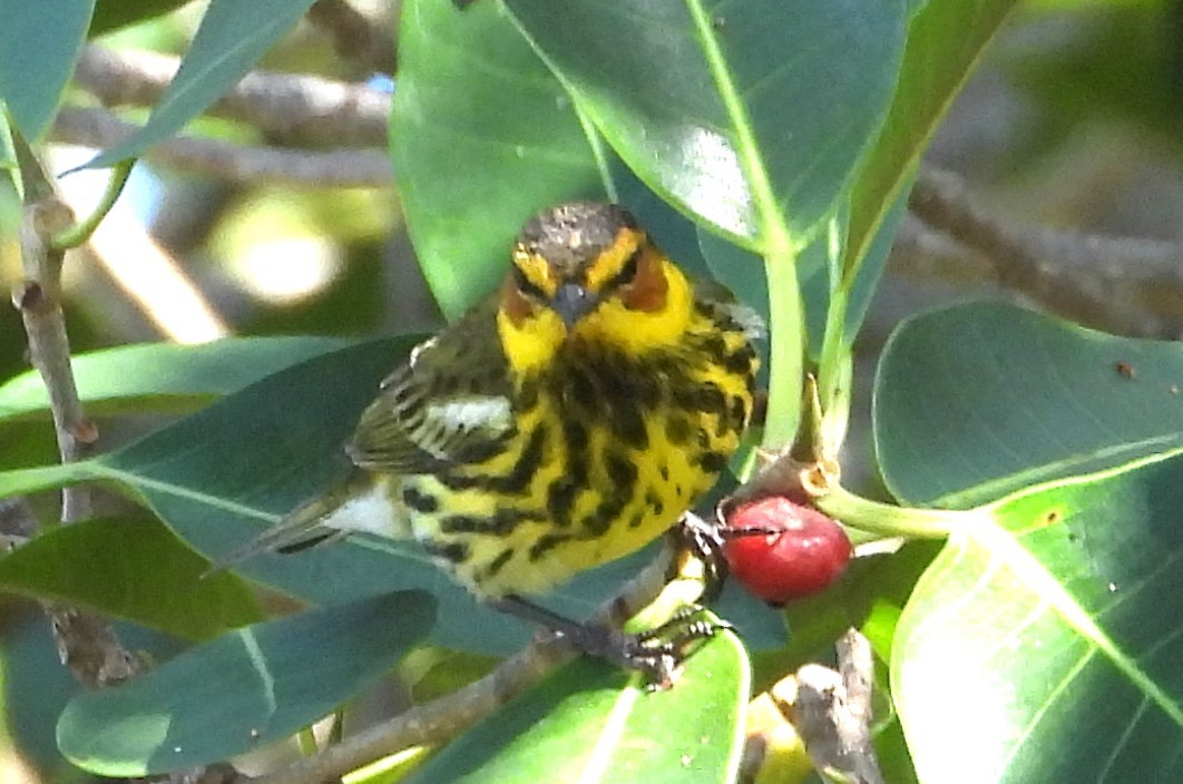 Cape May Warbler - ML617833586