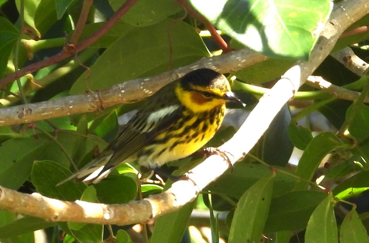 Cape May Warbler - ML617833587