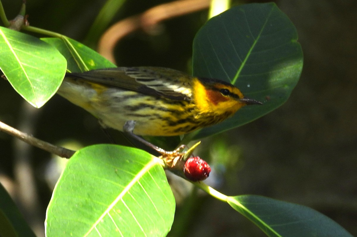 Cape May Warbler - ML617833588