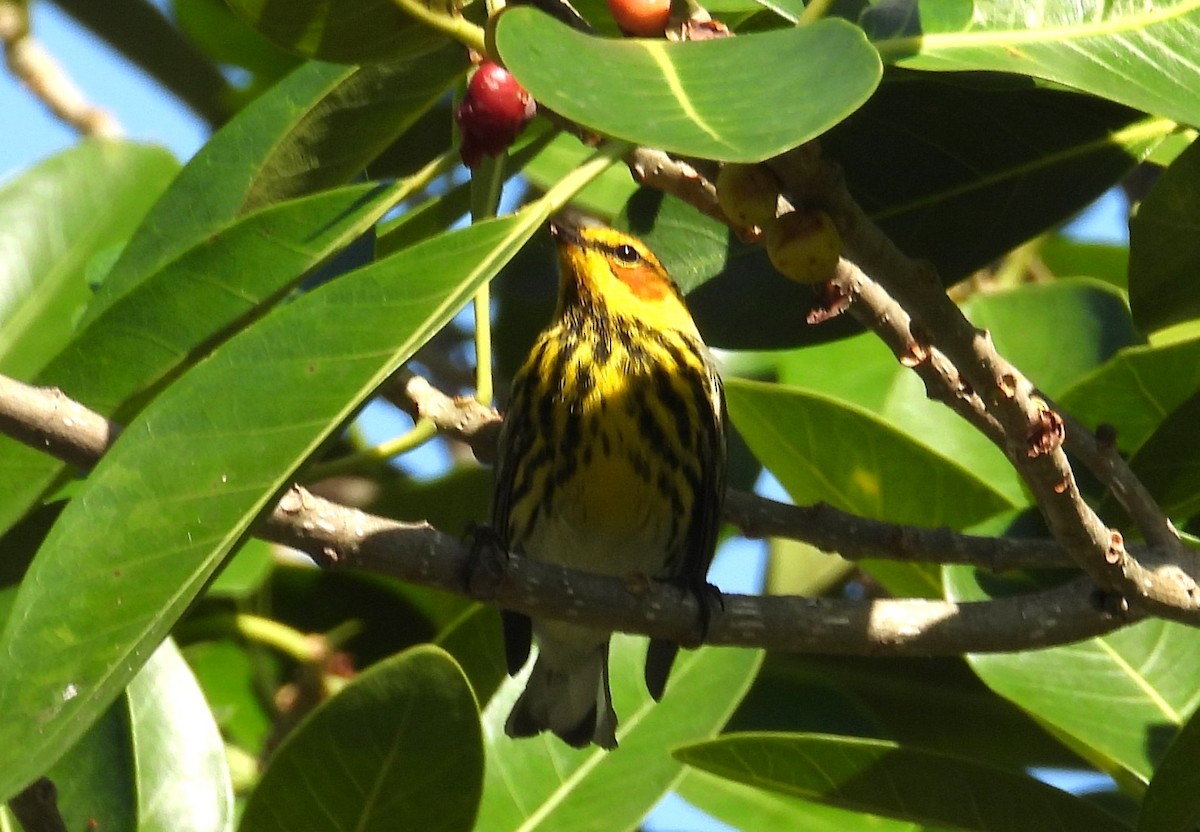 Cape May Warbler - ML617833589