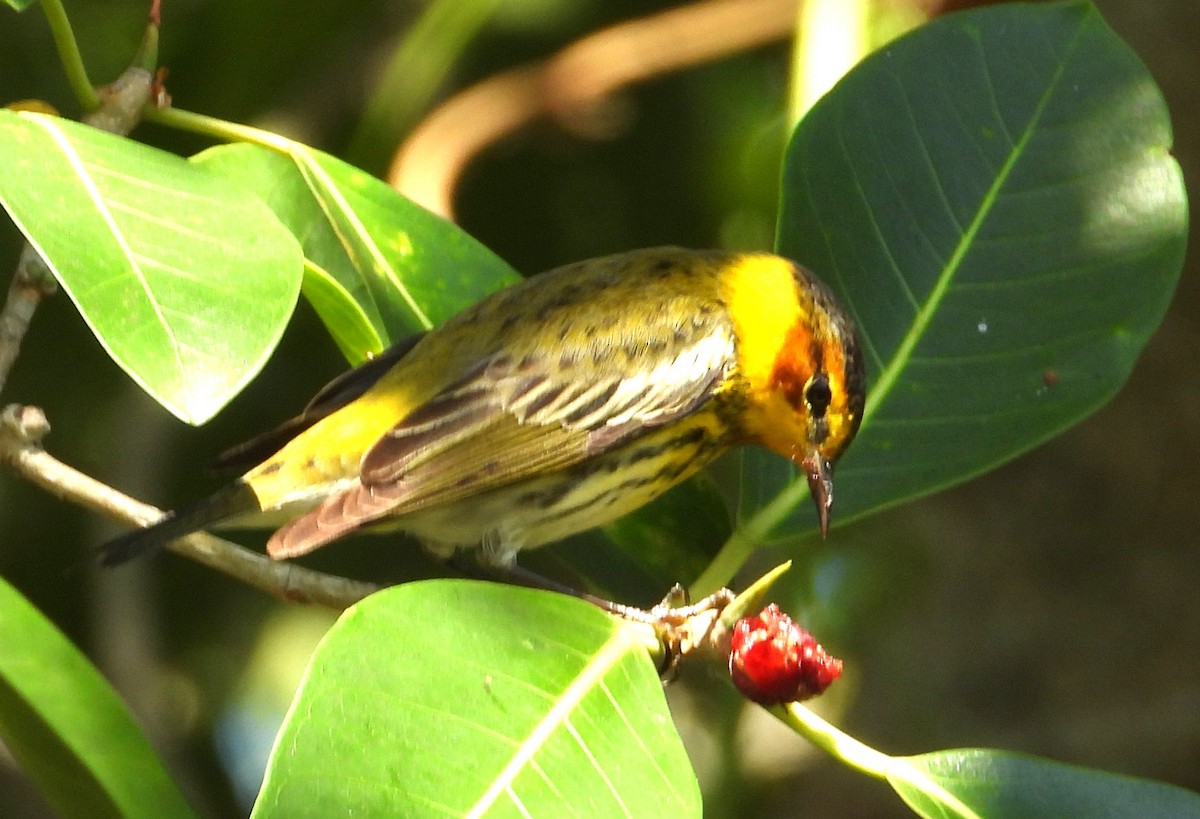 Cape May Warbler - ML617833590
