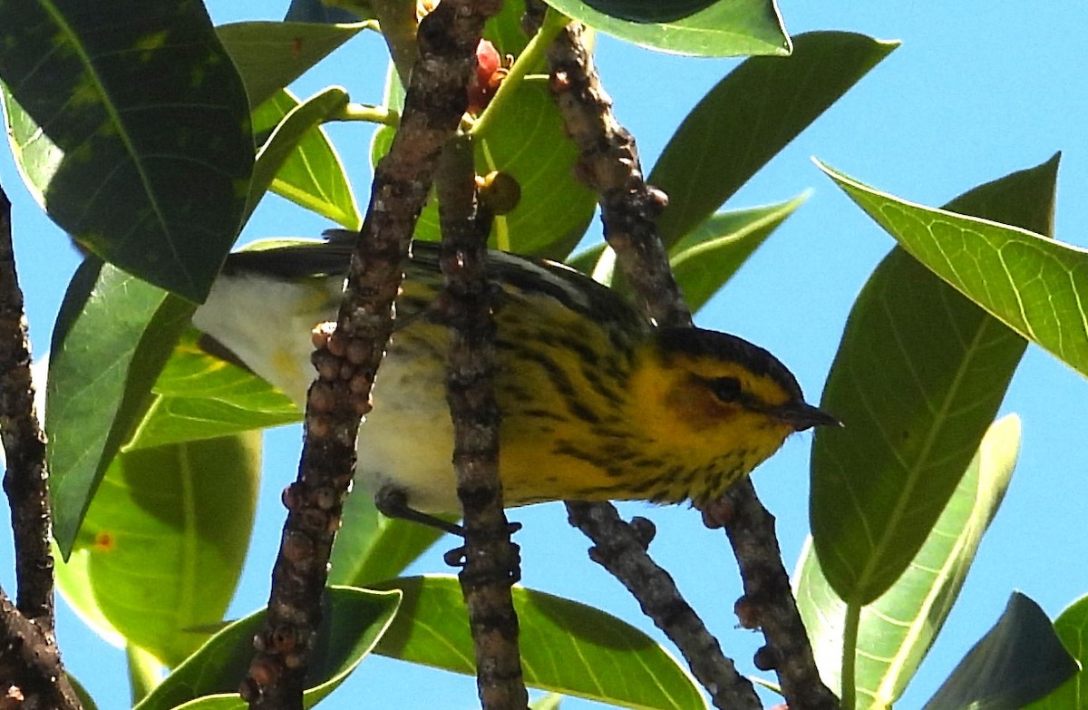Cape May Warbler - ML617833591