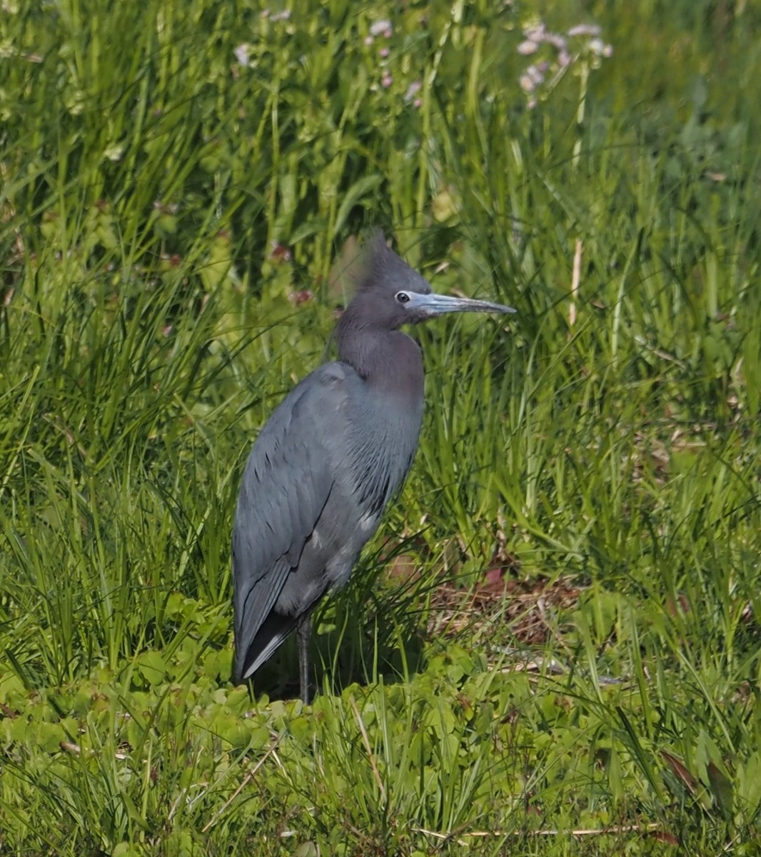 Little Blue Heron - ML617833592