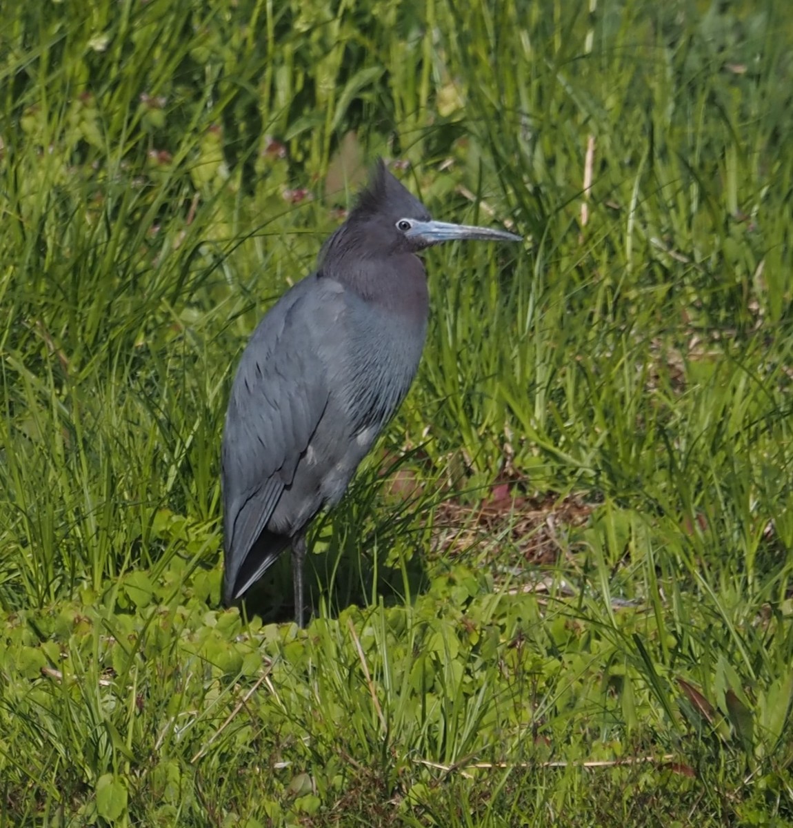 Little Blue Heron - ML617833603