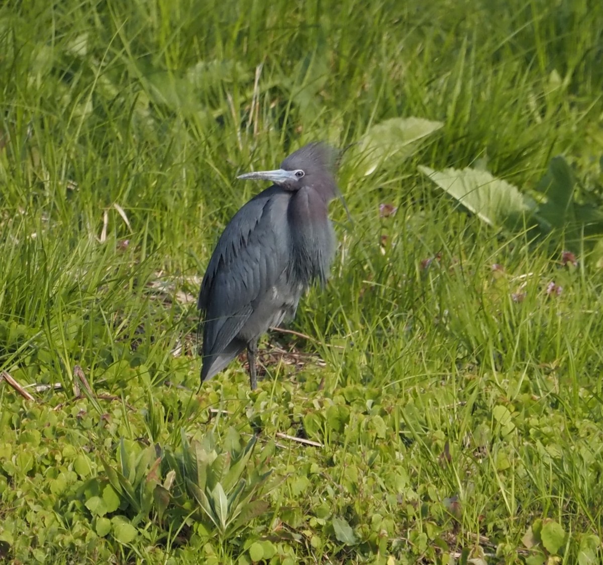 Little Blue Heron - ML617833616