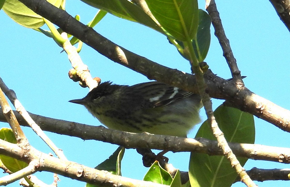 Blackpoll Warbler - Chuck Hignite