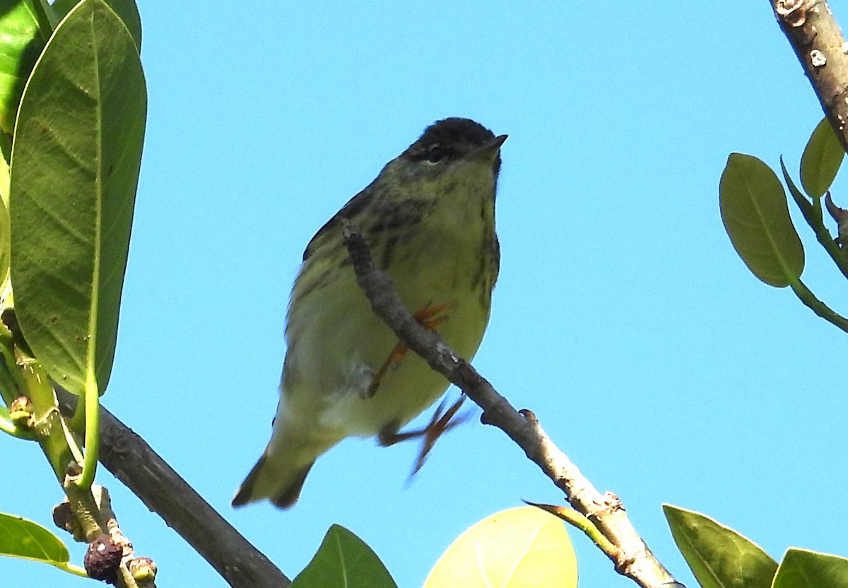 Paruline rayée - ML617833618