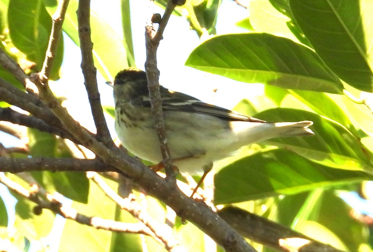 Paruline rayée - ML617833619