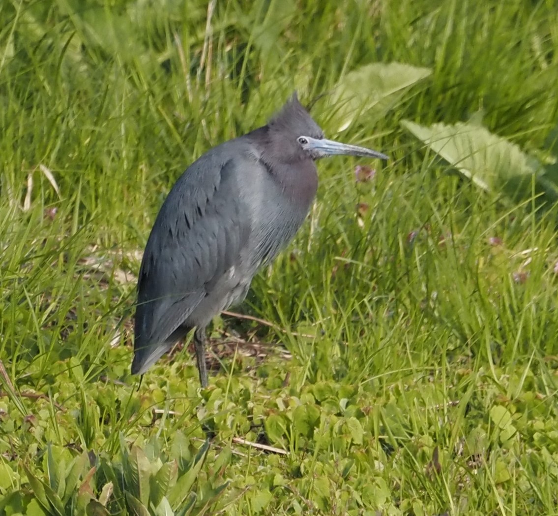 Little Blue Heron - ML617833623