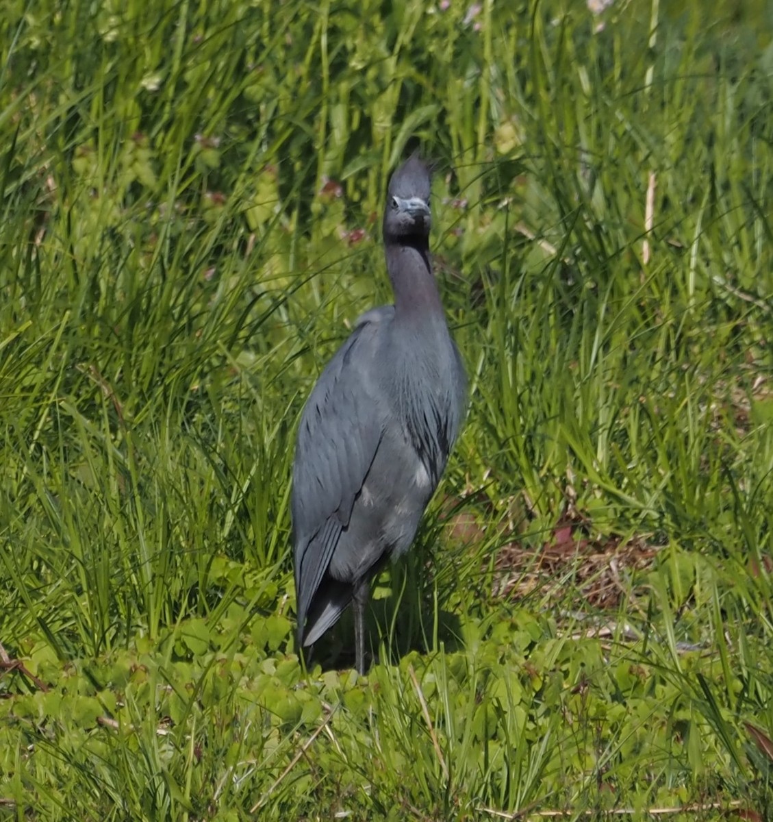 Little Blue Heron - ML617833644