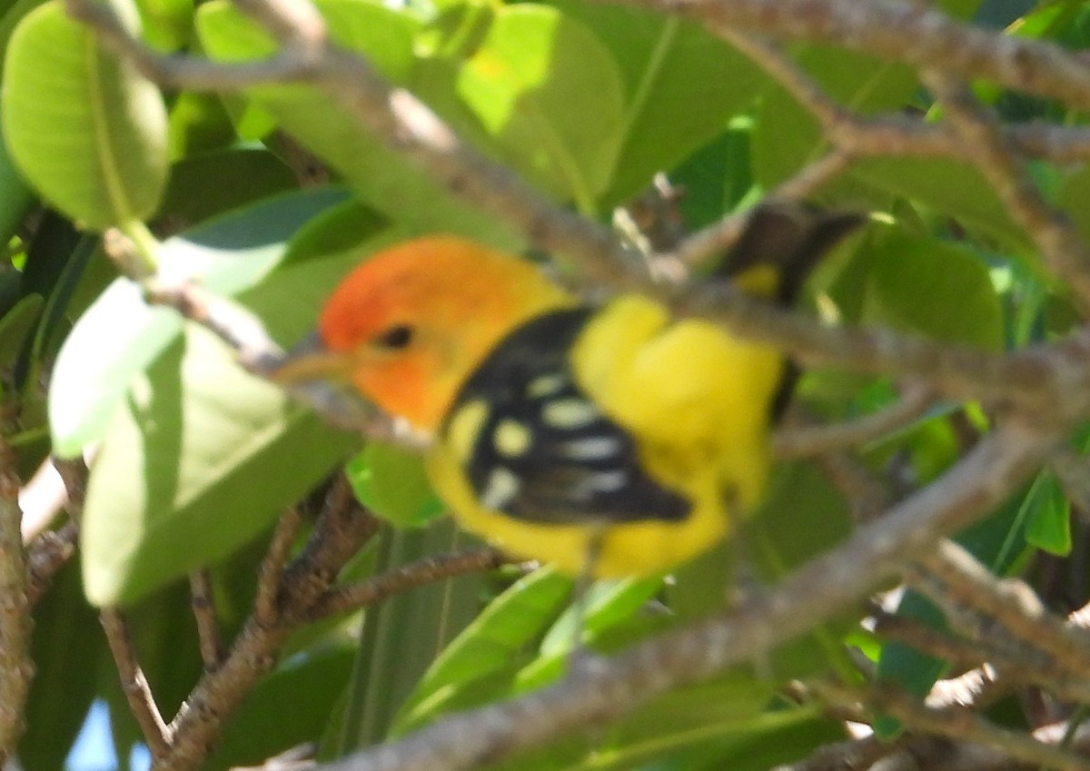 Western Tanager - Chuck Hignite