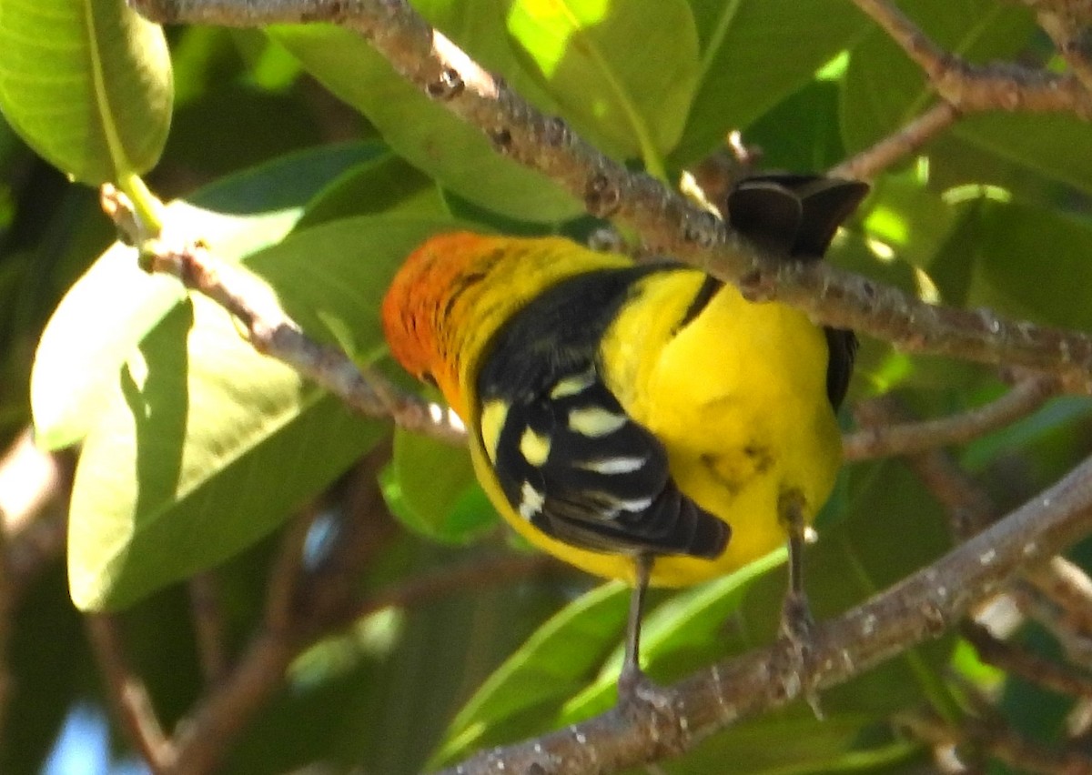 Western Tanager - ML617833661