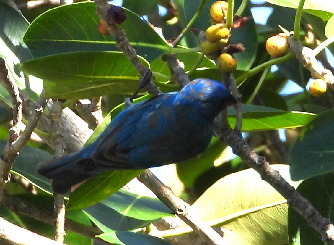 Indigo Bunting - ML617833675