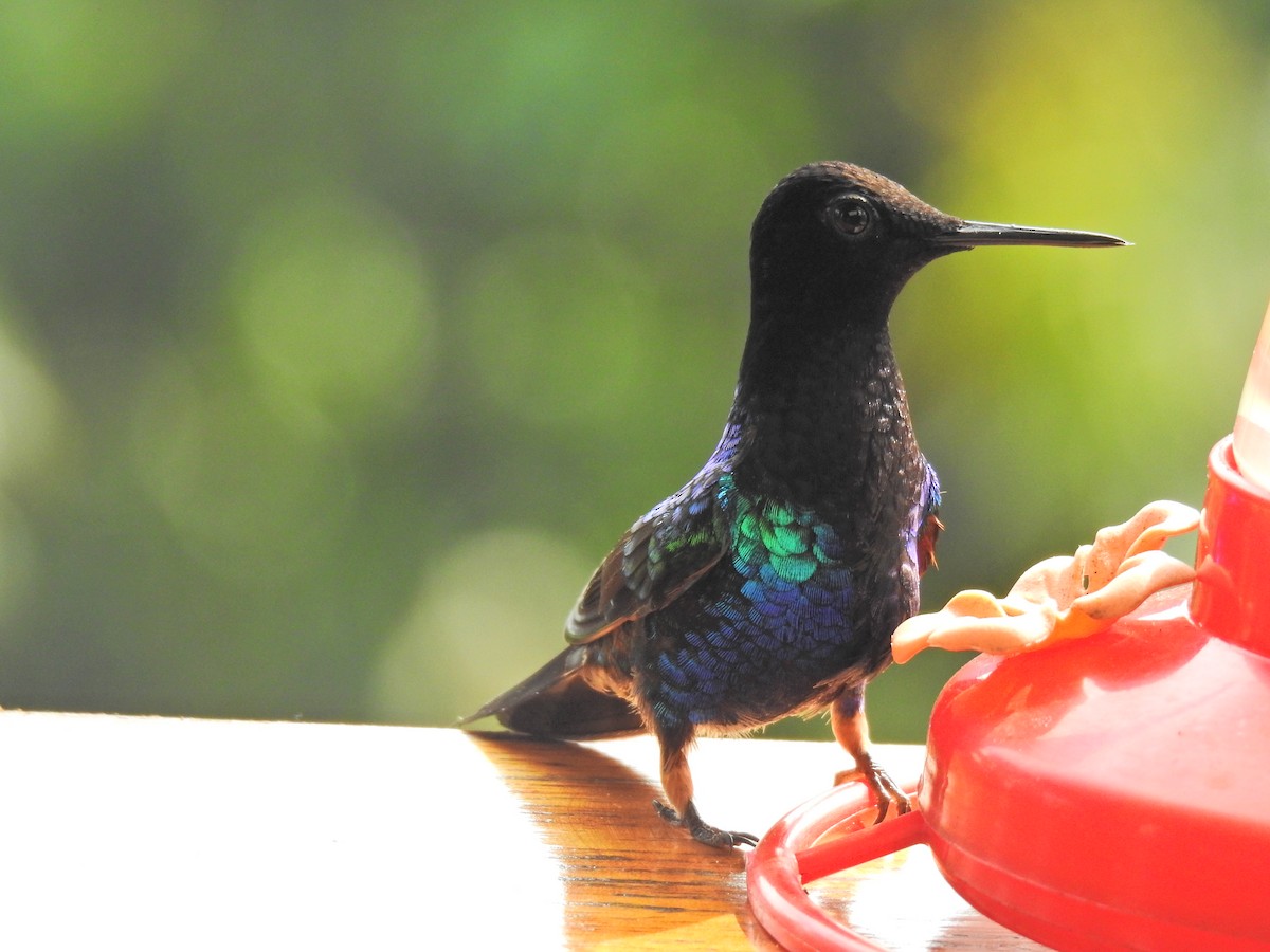 Velvet-purple Coronet - Justin Harris