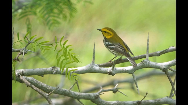 Black-throated Green Warbler - ML617833682