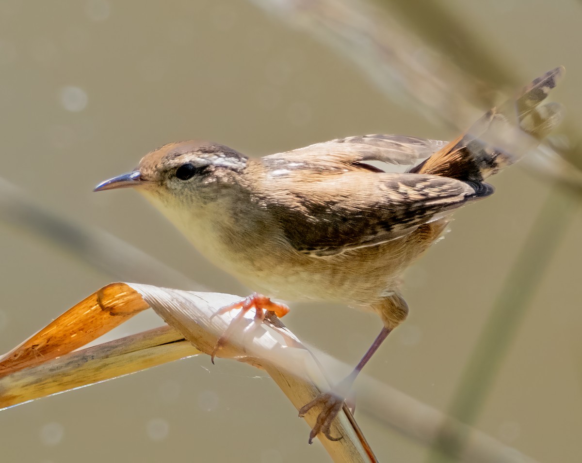 Marsh Wren - ML617833690