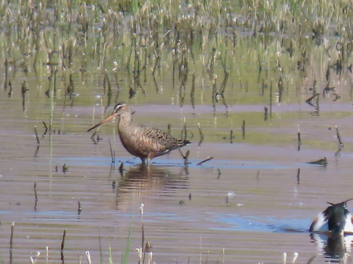 Hudsonian Godwit - wayne washam