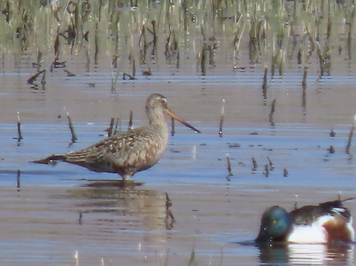 Hudsonian Godwit - wayne washam