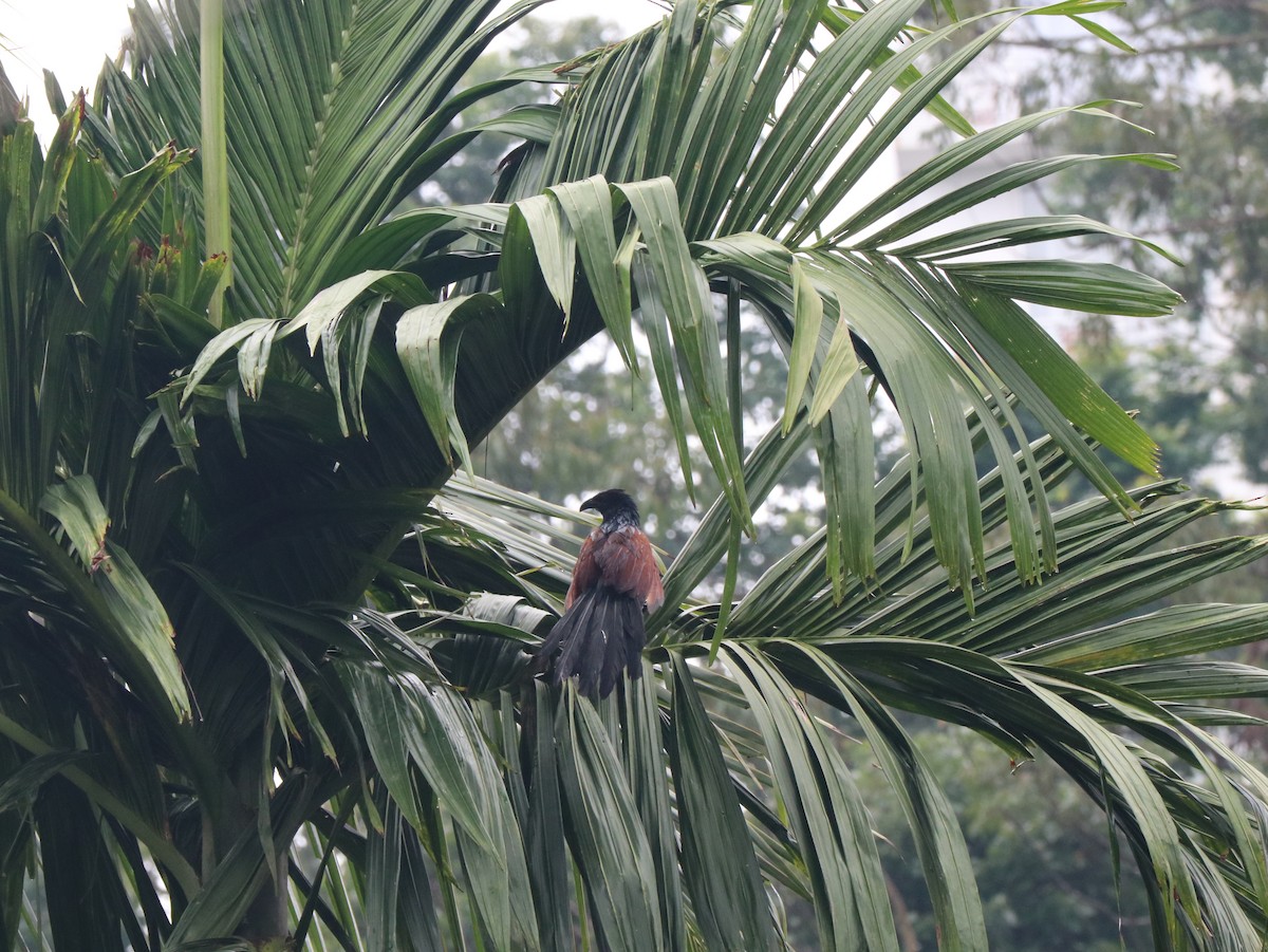 Greater Coucal - ML617833730