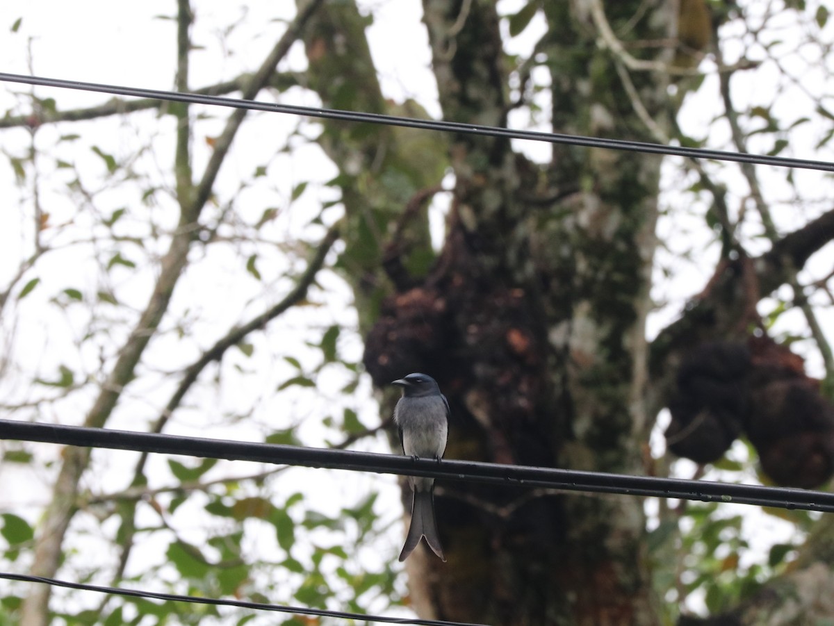 Drongo à ventre blanc - ML617833740