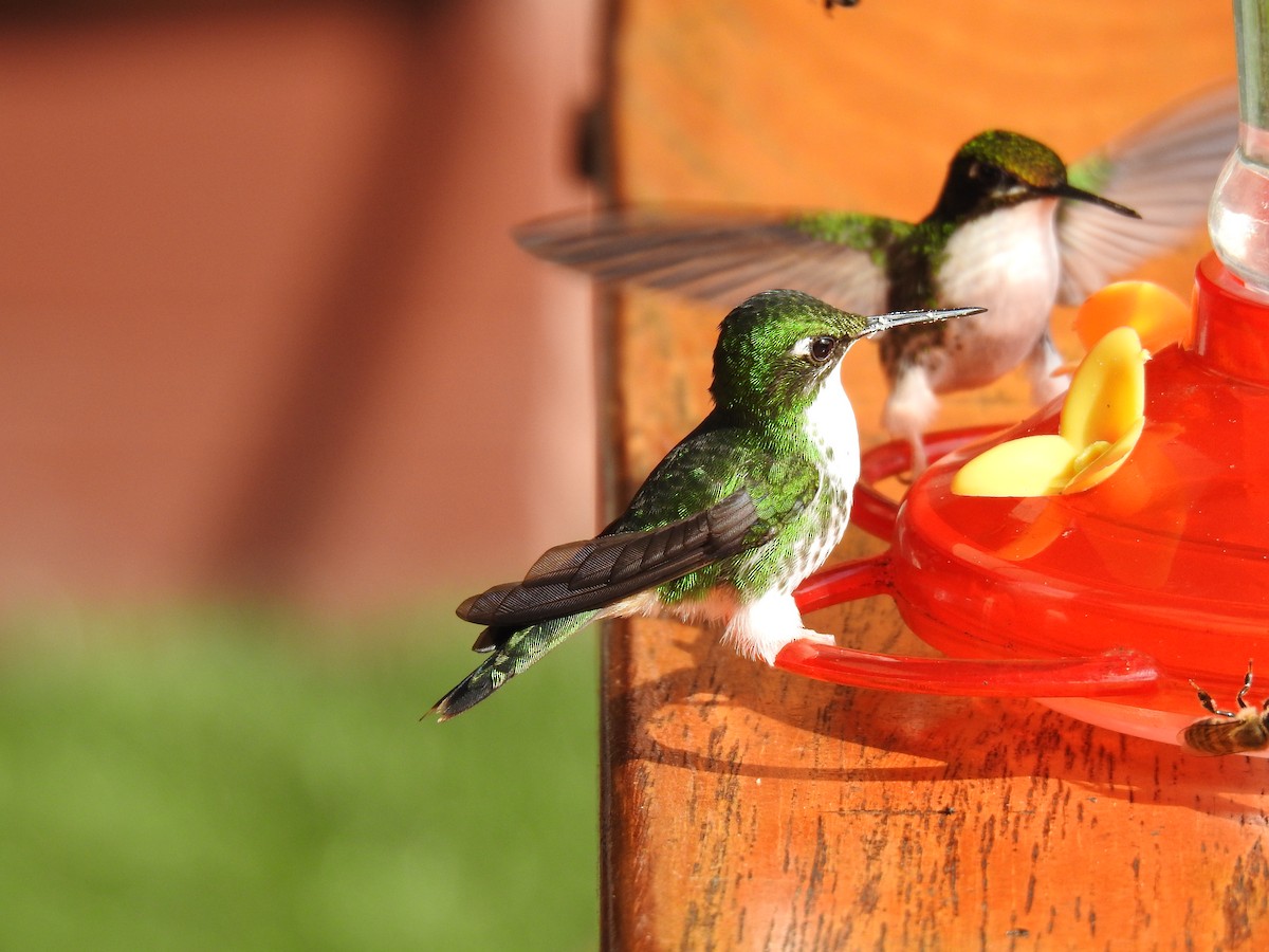 White-booted Racket-tail - Justin Harris