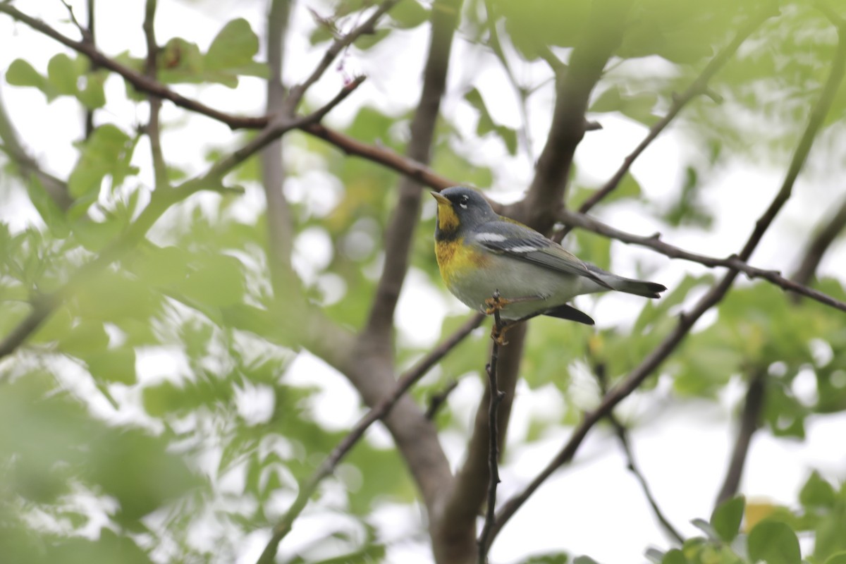 Northern Parula - Gil Ewing