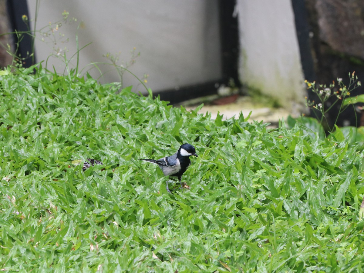 Cinereous Tit - ML617833765