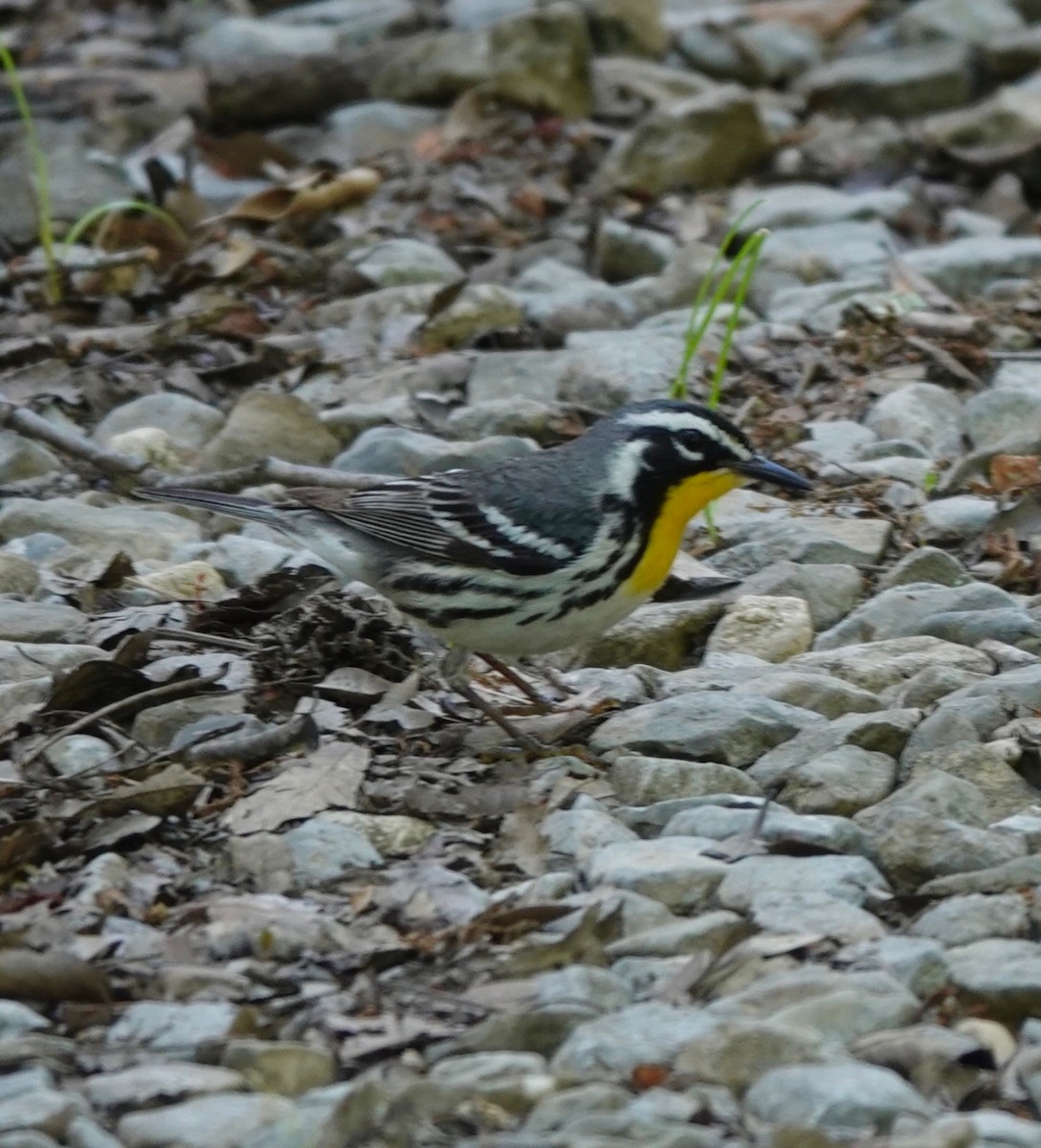 Paruline à gorge jaune - ML617833767