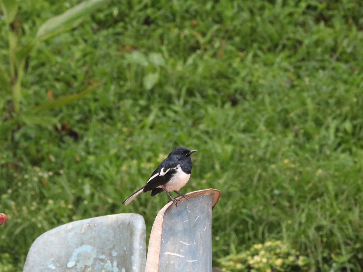 Oriental Magpie-Robin - ML617833775