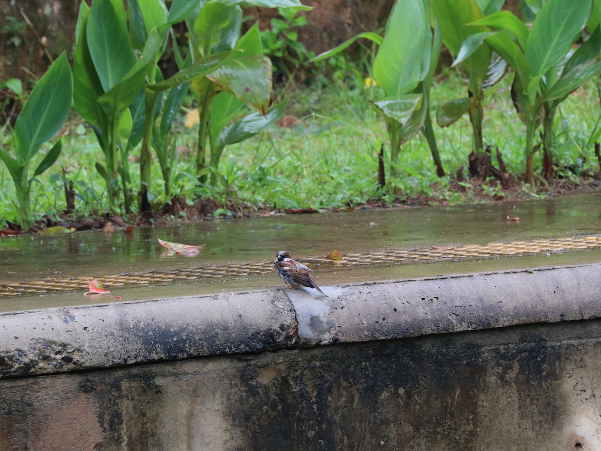 House Sparrow - ML617833793