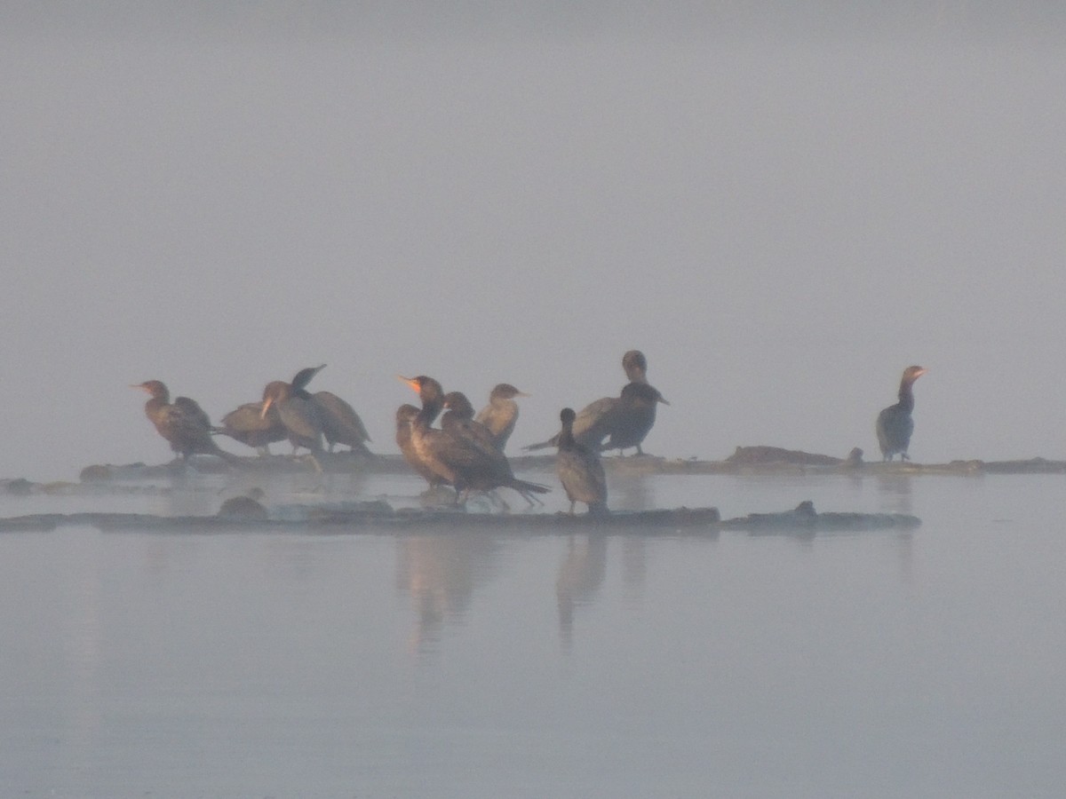 Double-crested Cormorant - ML617833797