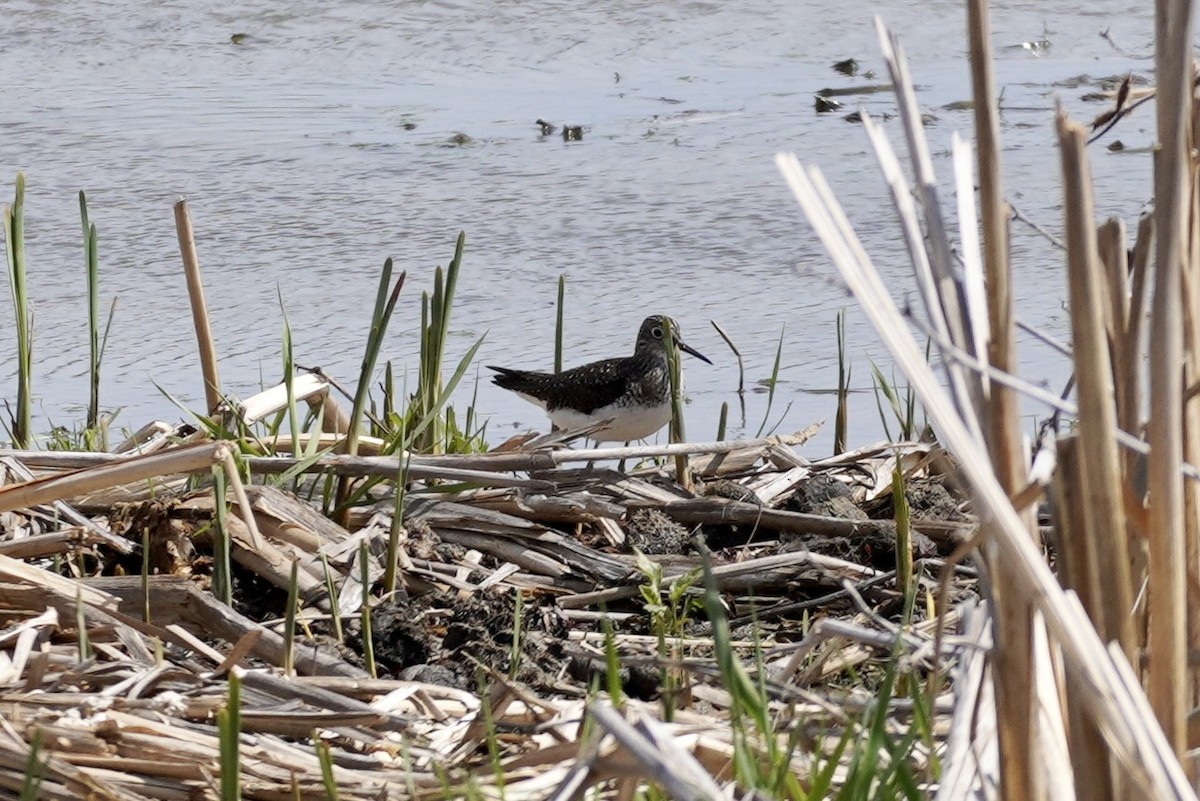 Einsiedelwasserläufer - ML617833830