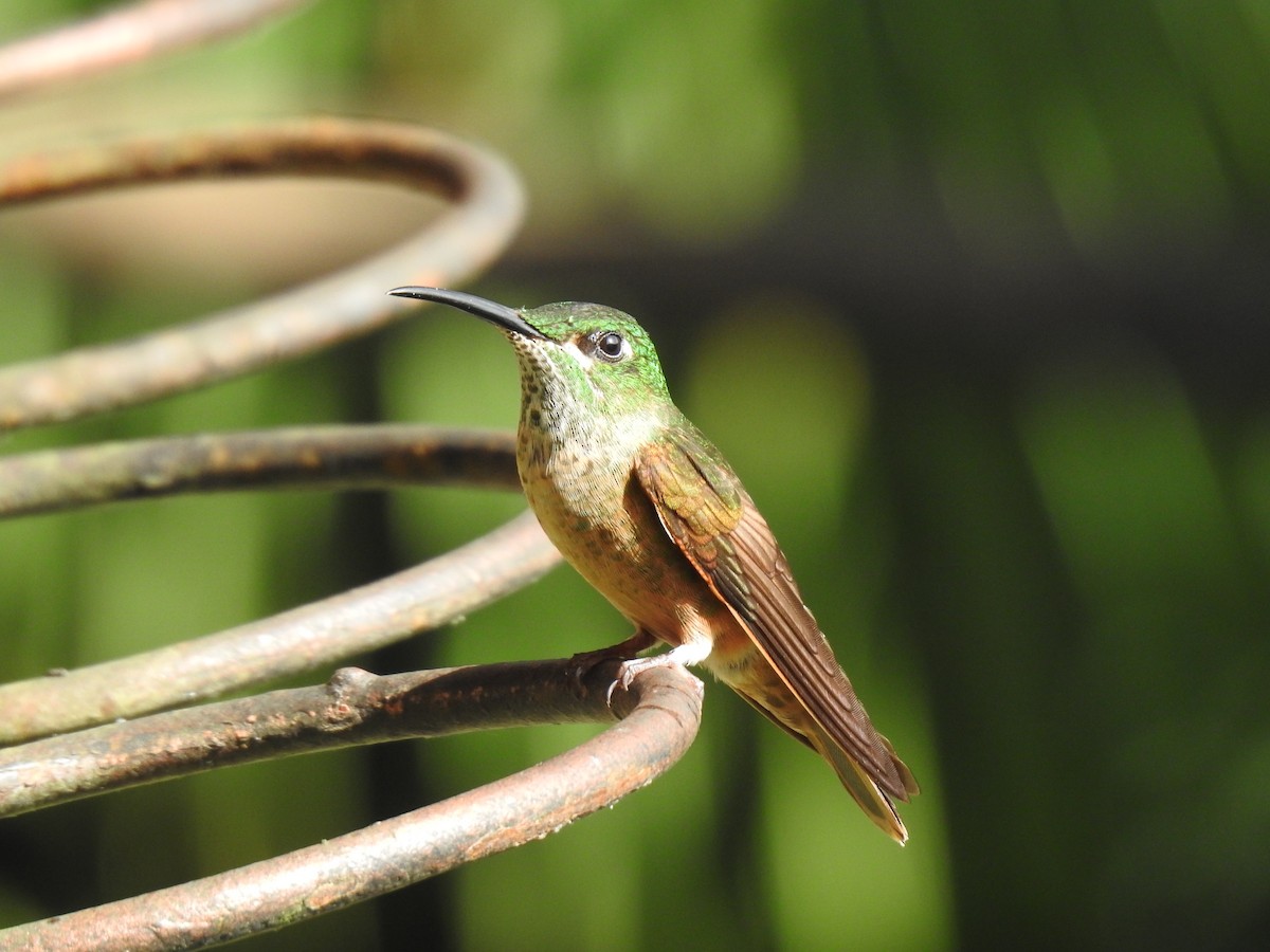 Fawn-breasted Brilliant - Justin Harris