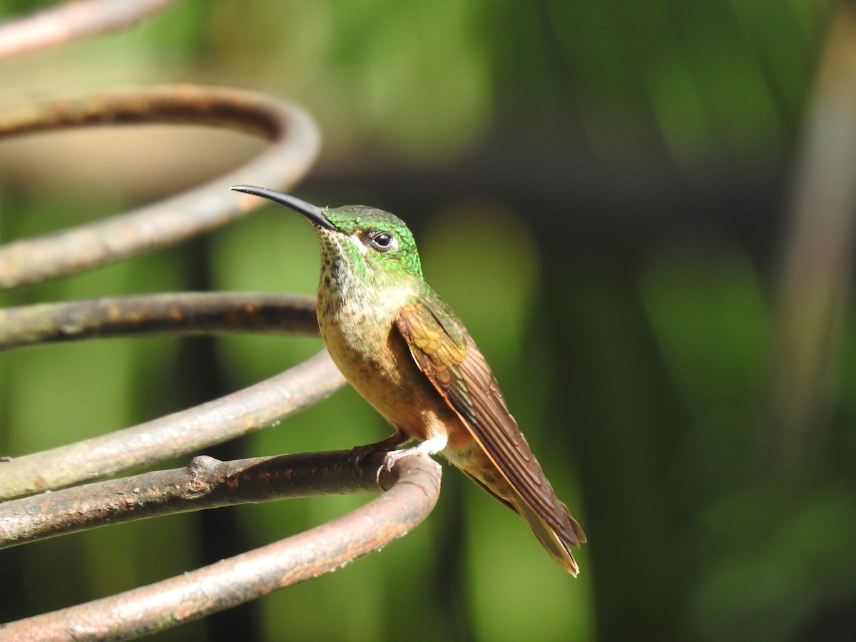 Fawn-breasted Brilliant - Justin Harris