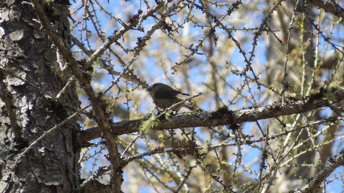 Red Crossbill - ML617833861