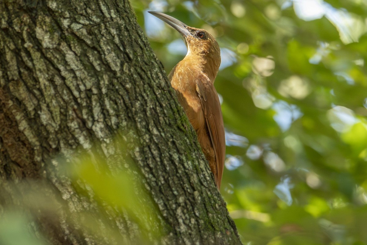 Great Rufous Woodcreeper - Andy Bowen